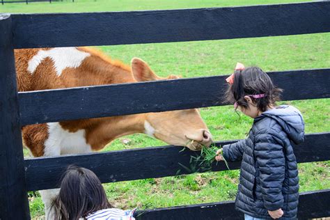 Take The Kids To The Best Petting Zoos In Nova