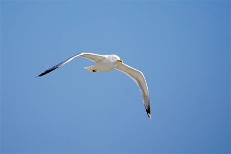 Free Images Wing Sky Animal Seabird Fly Seagull Gull Beak