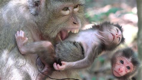 Newborn Baby Monkey Last Night Big Bertha Giving A Cute