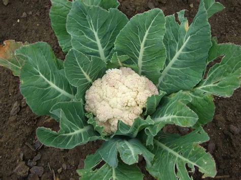 19 Common Cauliflower Plant Problems How To Fix Them Solutions And