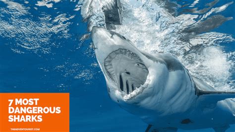 7 Most Dangerous Sharks The Adventourist