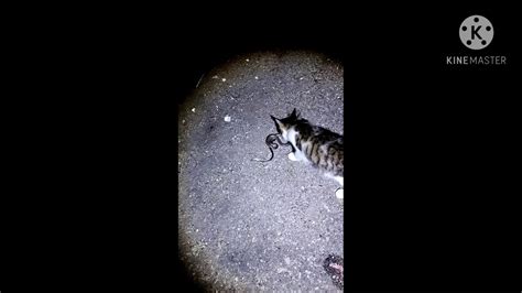 Cat Vs King Cobra Youtube