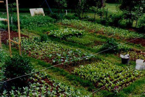 Home Mini Farm Organic Gardening Tips Biointensive Gardening