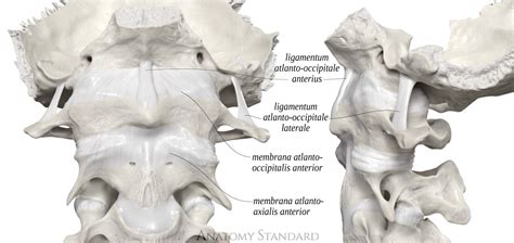 Anatomy Standard Drawing Anterior Atlanto Occipital And Anterior