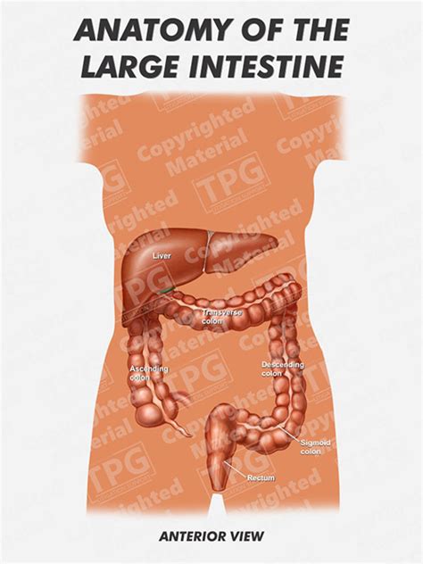 Large Intestine Anatomy Diagram