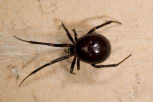 Dad Finds Britains Most Venomous Spider Wandering Around His Home