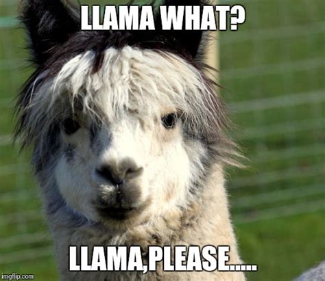 17 Funny Memes Of Llamas Factory Memes