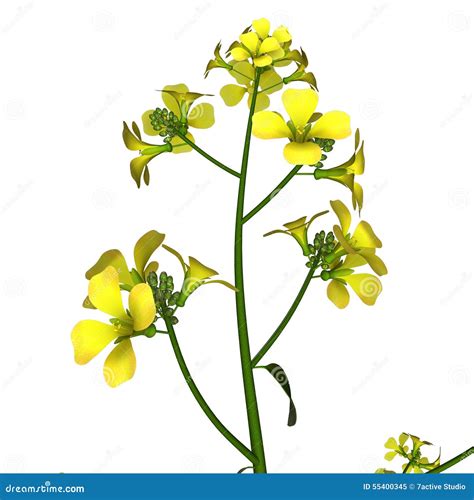 Brassicaceae Clipart And Illustrations