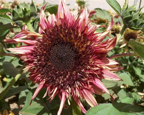 Sunflower Filled Double Dandy Helianthus Annuus 25 Seeds