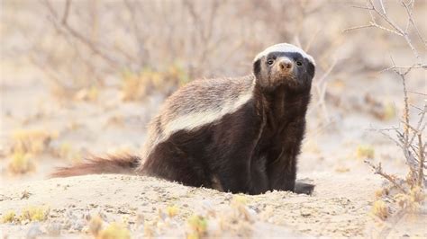 11 Fierce Facts About The Honey Badger Mental Floss