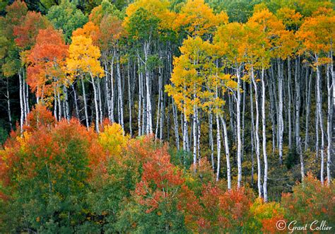 Aspen Trees Fall Colors Autumn Mcclure Pass Colorado Photography