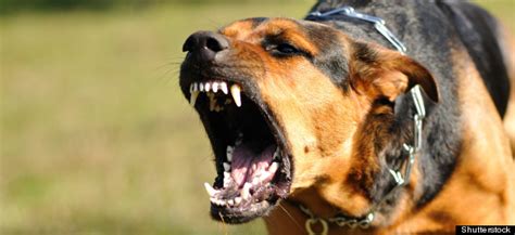 Options For Severely Aggressive Dogs Nicole Wilde
