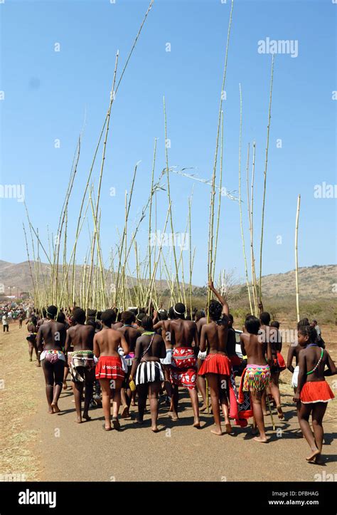 thousands zulu maidens participate in reed dance where girls after undergoing a virginity test