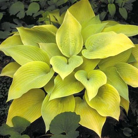 Multi Varieties Hosta Seeds Ground Cover Plant 100pcspack