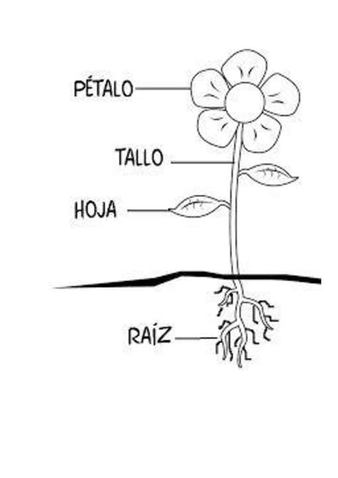 Ficha De La Planta Y Sus Partes Para Primer Grado De Primaria Pdmrea