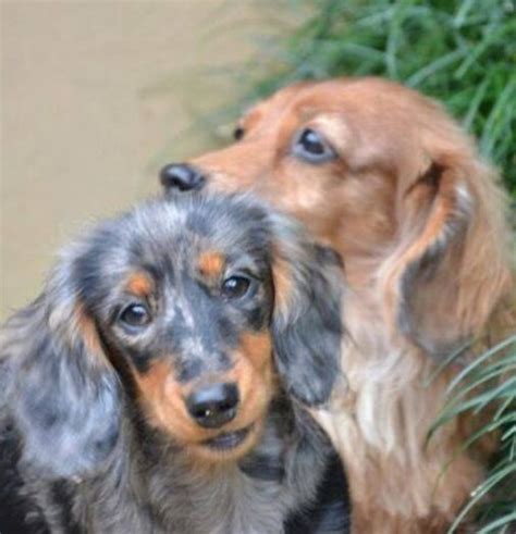Dachshunds are a great dog breed. ️ - gorgeous coloring! | Weiner dog, Weenie dogs ...
