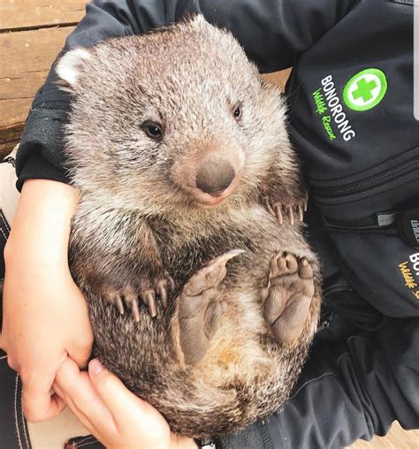 Ridiculously Cute Wombat Eyebleach