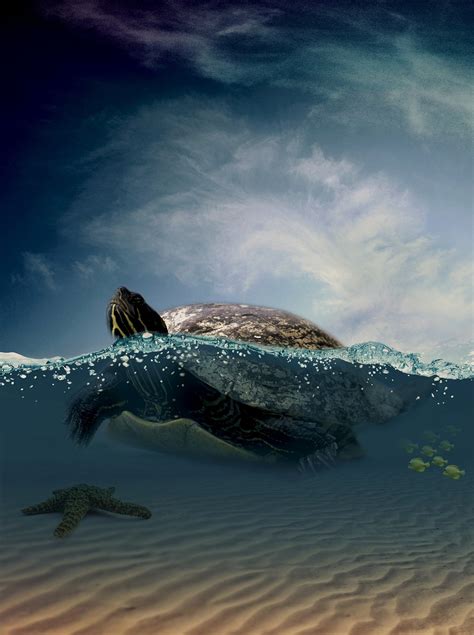 500 Free Sea Turtle And Turtle Images Pixabay