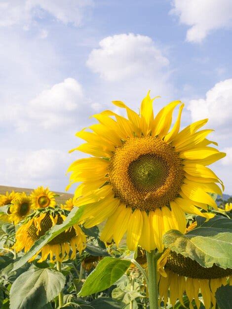 Premium Photo Sunflower Under Cloudy Blue Sky