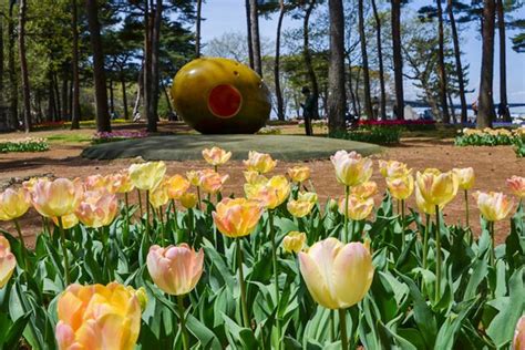 Hitachi Seaside Park цветущий парк в Японии Цветение японской