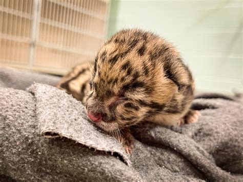 Two Clouded Leopards Born At Nashville Zoo Zooborns