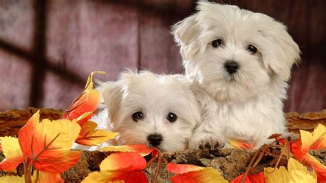 Cute Dog Wallpapers Wallpaper Cave