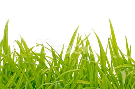 Green Grass Background Stock Photo Royalty Free Freeimages