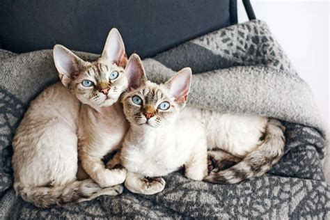 Devon Rex Cat Breed Information And Characteristics Daily Paws
