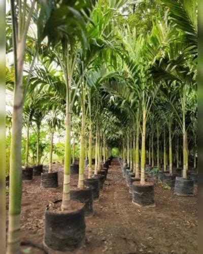 Well Drained Wodyetia Bifurcata Mirchi Meri Green Palm Tree For Garden