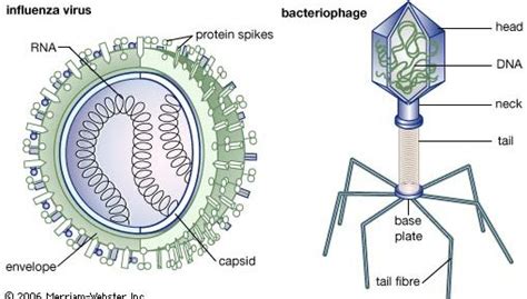 Structure And Features Of Viruses Britannica