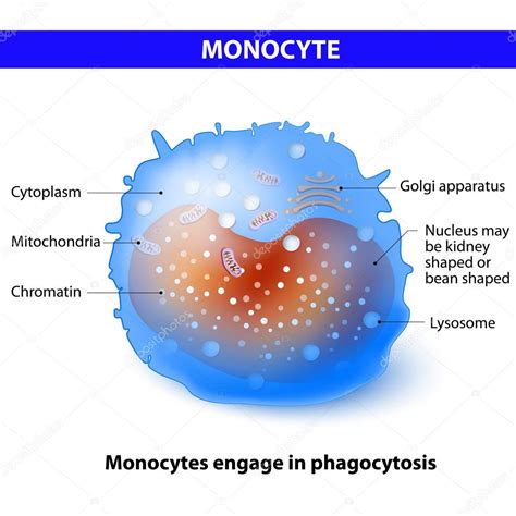 White Blood Cell Monocyte Diagram