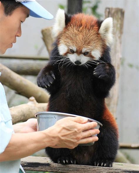 Red Panda Cute Panda Love Super Cute Animals Cuteness Overload