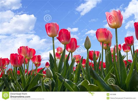 Spring Flowers Tulips In Blue Sky Stock Photo Image Of