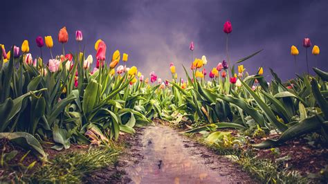 Download Farm Of Tulips Pink Yellow Flowers Colorful 1920x1080