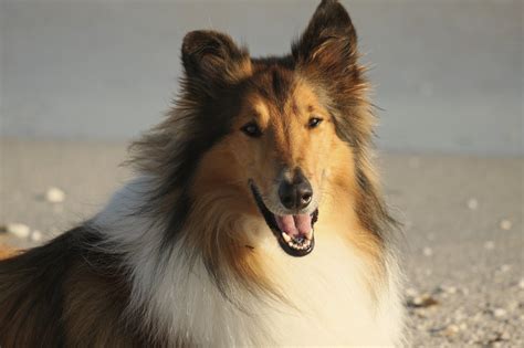 Top 23 What Kinda Dog Was Lassie