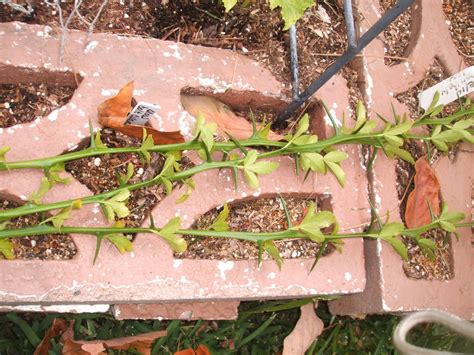 Compare cactus thorn to other items. Frugal Garden Girl: Prickly prunnings deter pesky pests