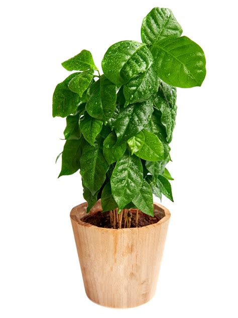 Tips for growing your own coffee plant. Houseplants Coffee Plant: How To Grow Coffee Plant