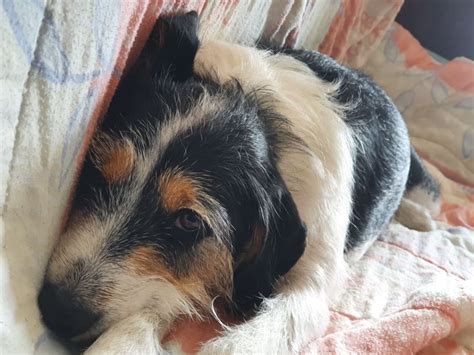 Milo un cane adottato che regala felicità kruger it