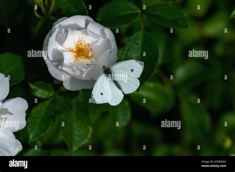 White Butterfly Sitting On White Garden Rose Stock Photo Alamy