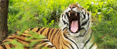 Tiger synonyms, tiger pronunciation, tiger translation, english dictionary definition of tiger. Eavesdropping on Tiger Roars Can Improve Conservation ...