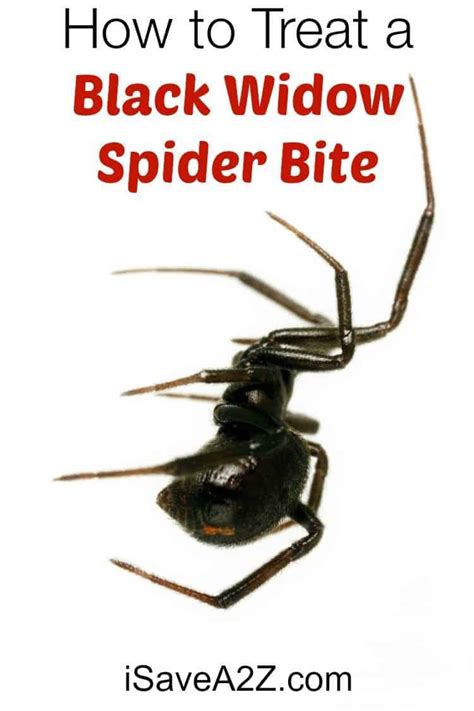 Black Widow Spider Bite Treatment ~ Black Widow Bite Beginning Stages