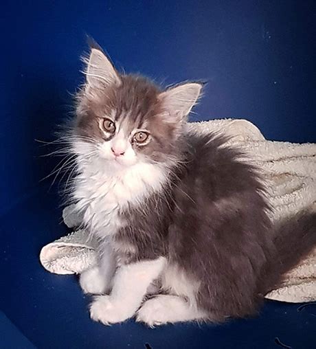 They enjoy being playful and interacting with the whole family but they also enjoy showing affection and cuddling up with the ones they love. Our Kittens | Maine Coon Kittens for Sale in UK