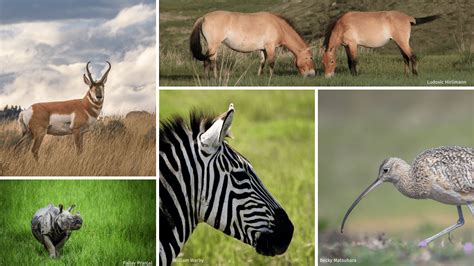 Top 10 Grassland Species Across The Globe The National Wildlife