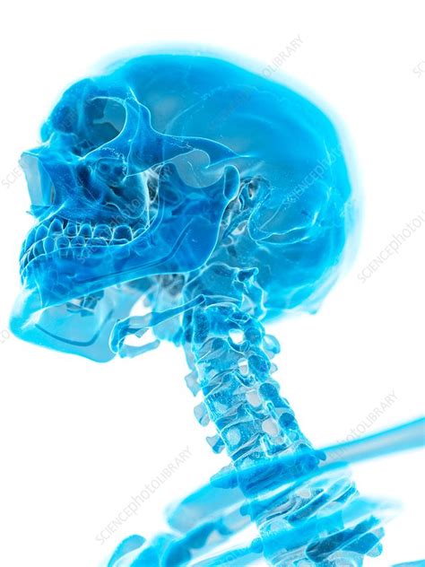 Human Cervical Spine Stock Image F0163351 Science Photo Library