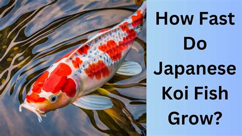 How Fast Do Japanese Koi Fish Grow Koi Seller