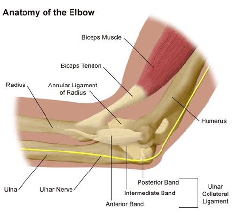 Medical Pictures Info – Elbow Joint