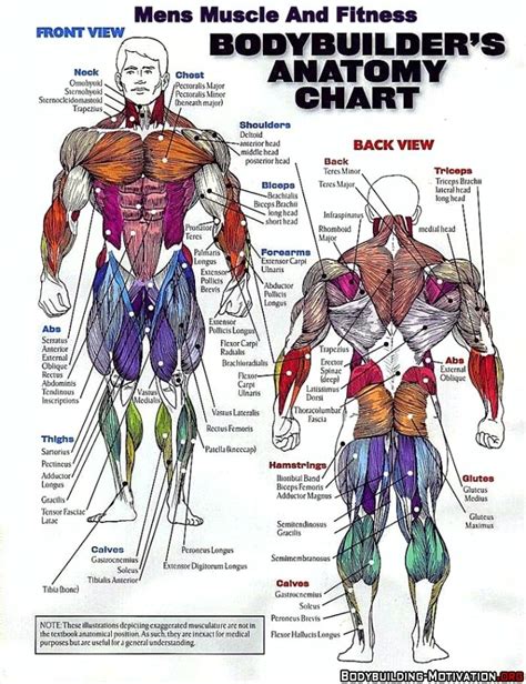 Bodybuilders Anatomy Chart Muscle Anatomy Body Muscle Anatomy