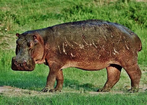 Hippo Out Of Water Hippopotamus Amphibius Masai Mara Nat Flickr