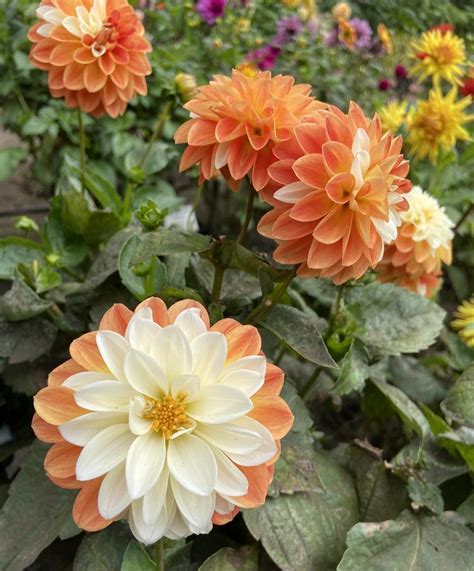 Dahlia Tangerine Sorbet In The Dahlias Database