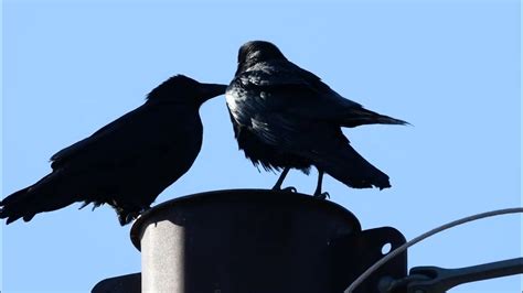Common Raven Courtship Youtube